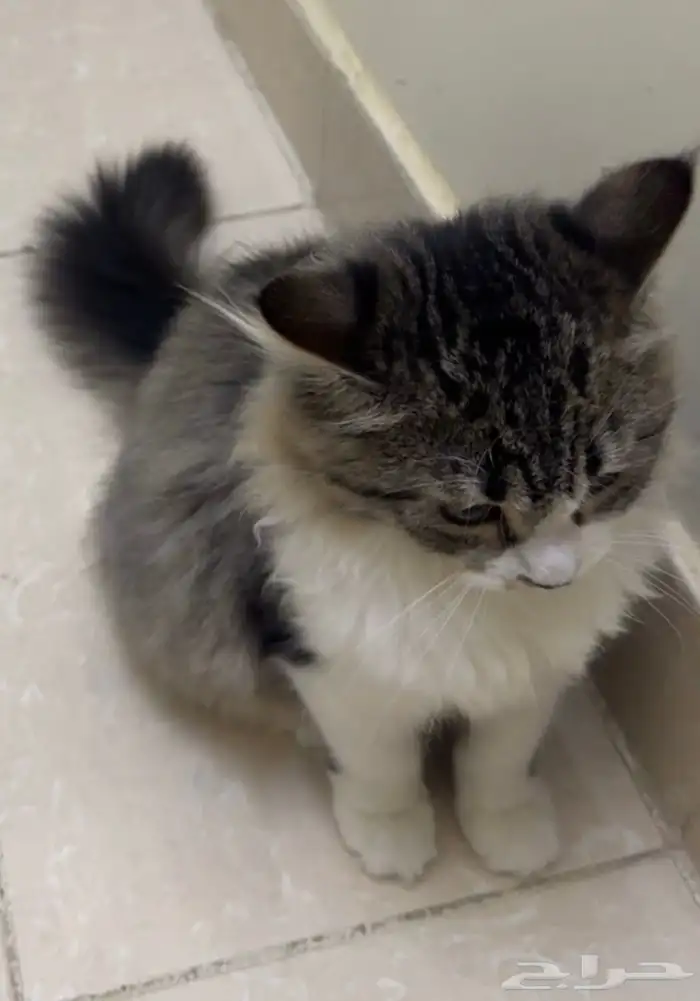 قطه أنثى العمر 4 شهور للبيع 0