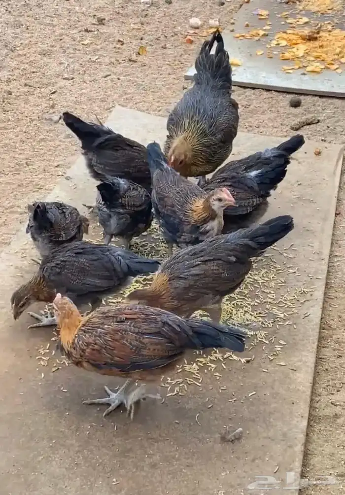 فروخ دجاج عربي اصيل فري انتاج حضان 1