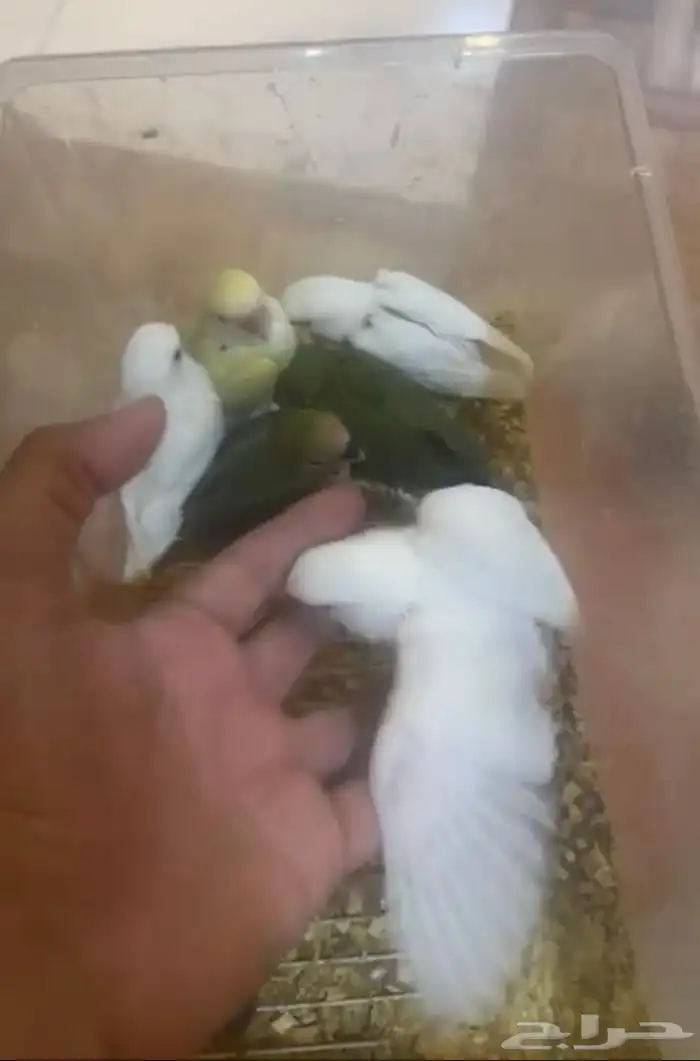 زوج روز البينو عيون حمر حجم فاخر 8