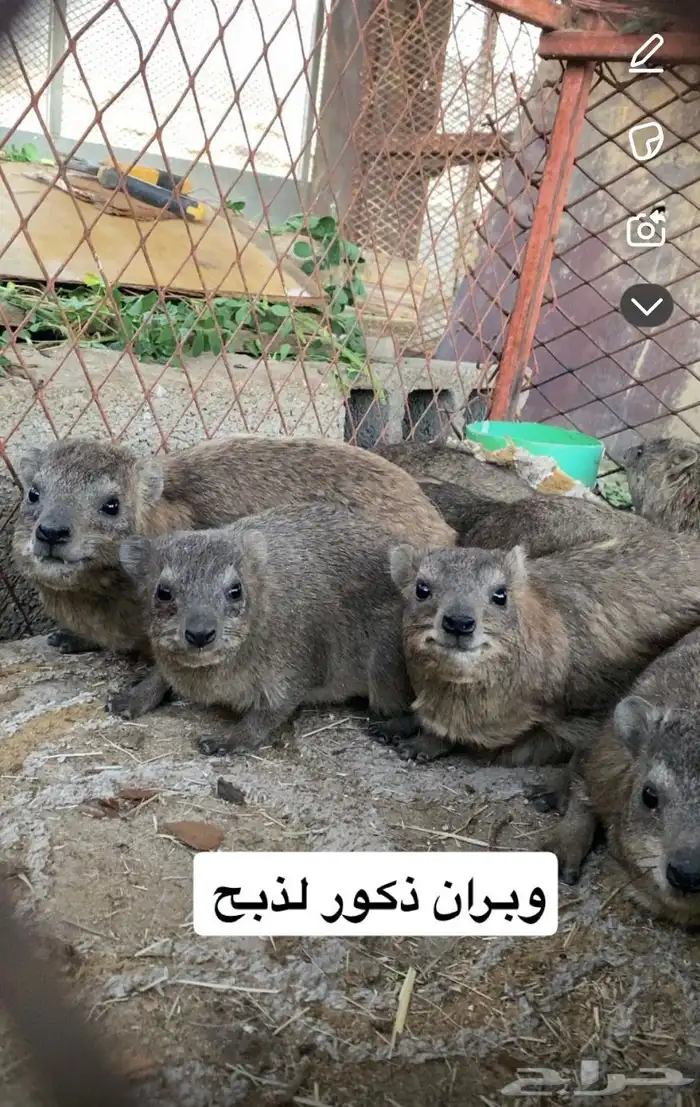 وبران للبيع على الشرط كفوا الموقع خميس مشيط 0