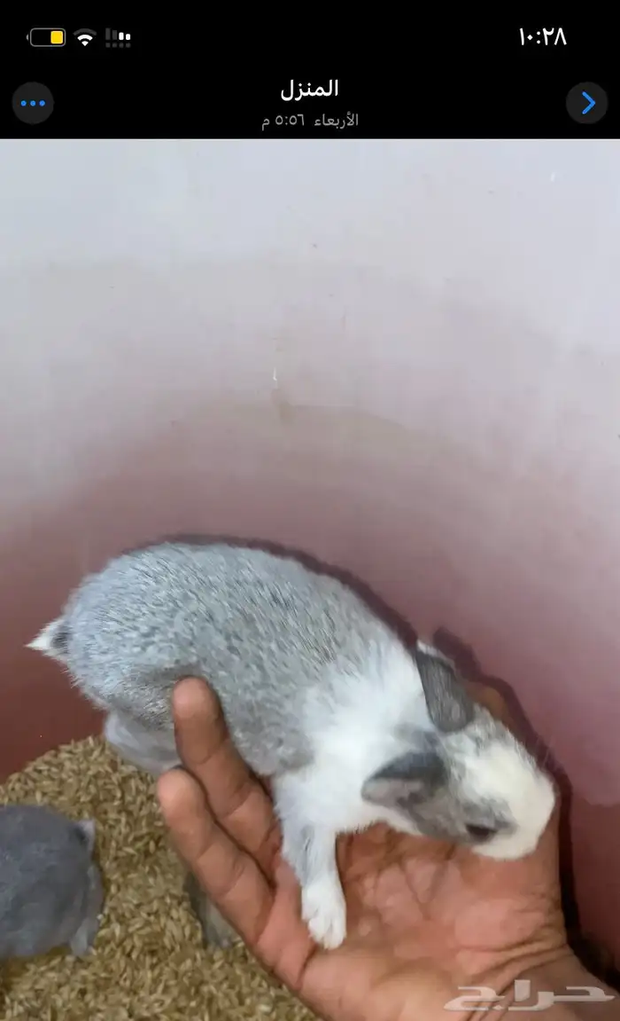 ارانب صغار للبيع 2