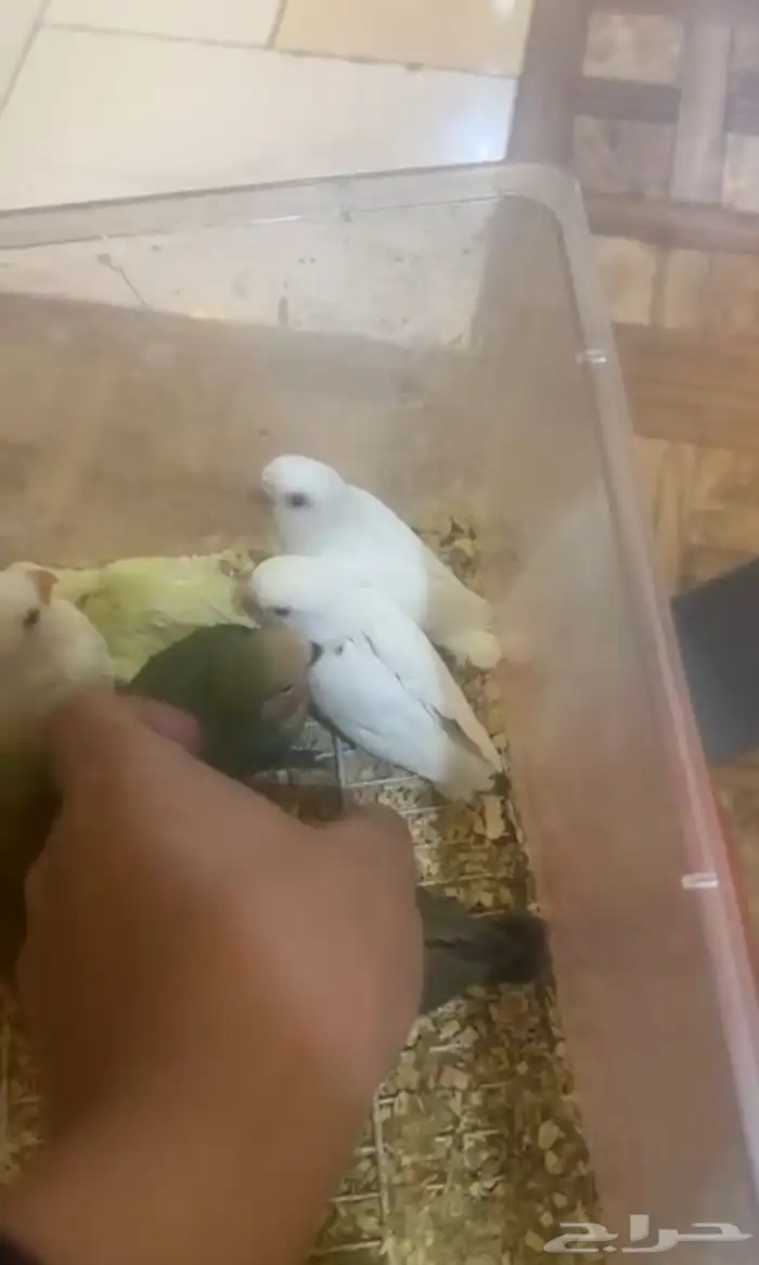 زوج روز البينو عيون حمر حجم فاخر 7