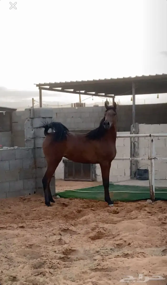 مهره واهو للبيع العمر سنتين 1