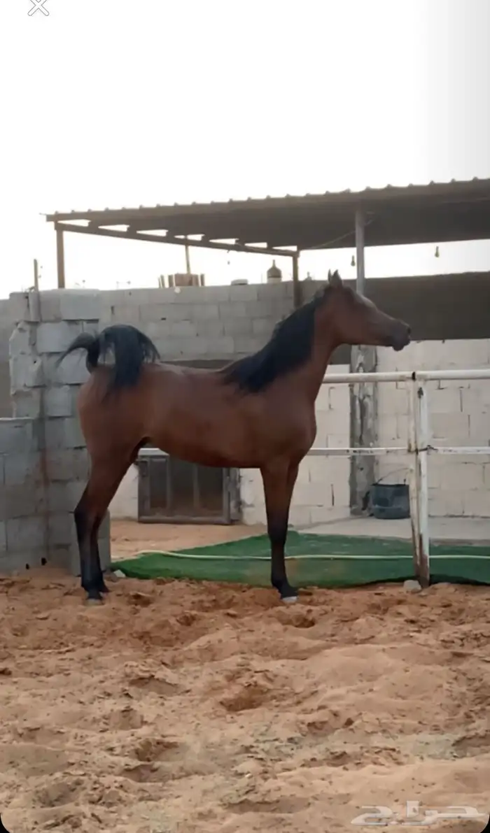 مهره واهو للبيع العمر سنتين 0