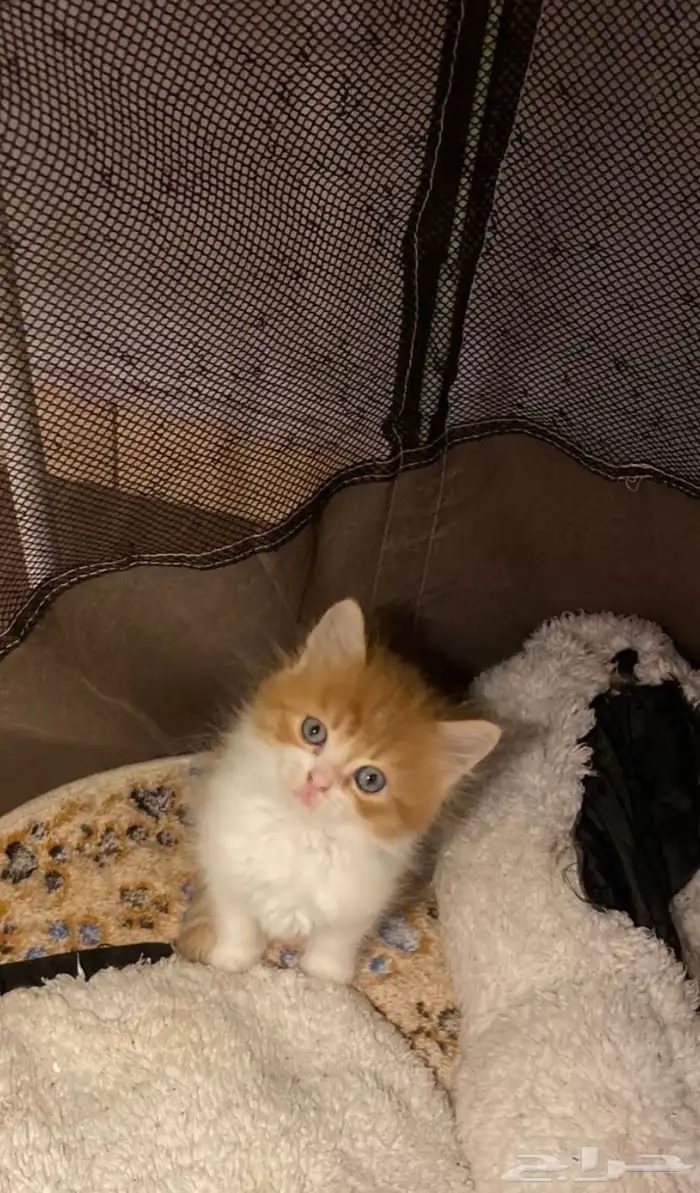 3قطط للبيع 12