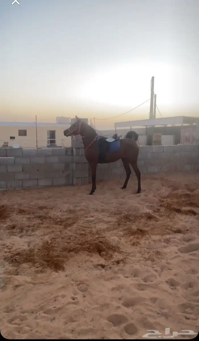 مهره واهو للبيع العمر سنتين 2