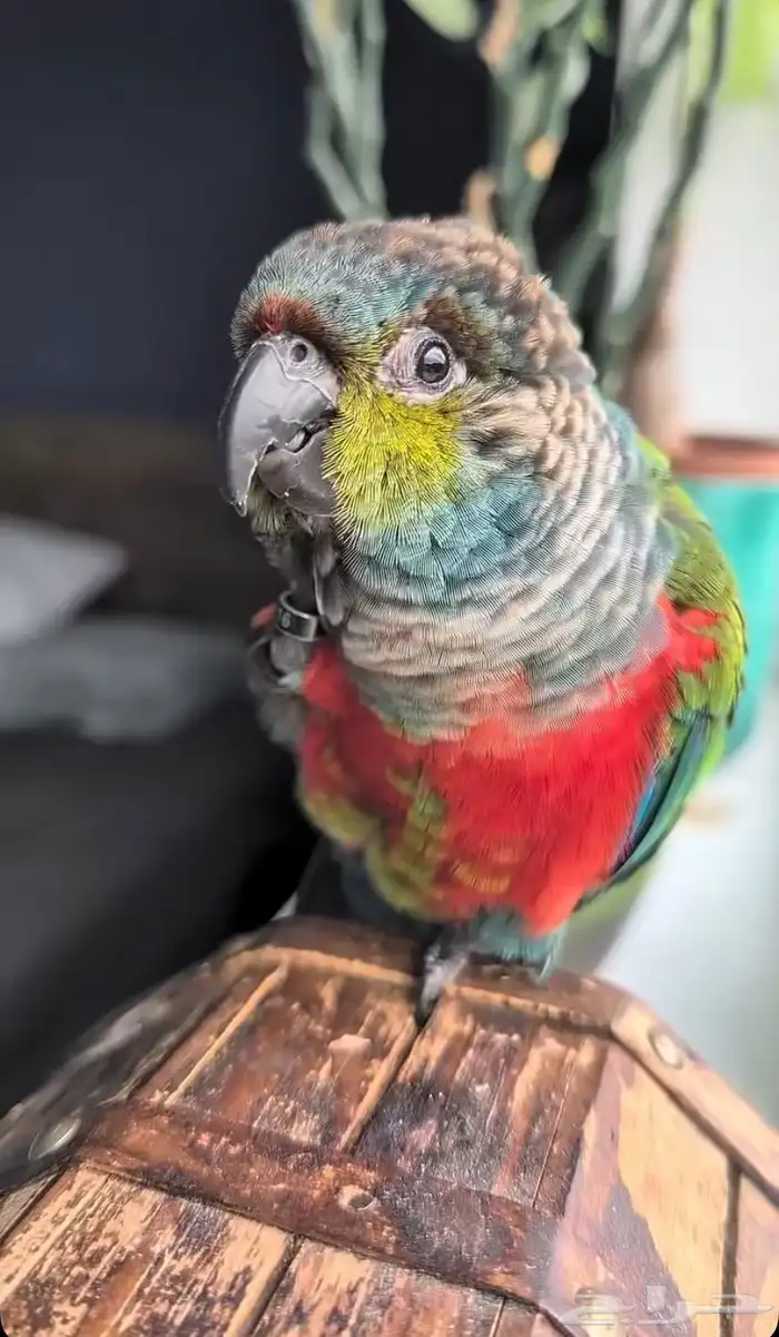 كنيور كريمسون 0