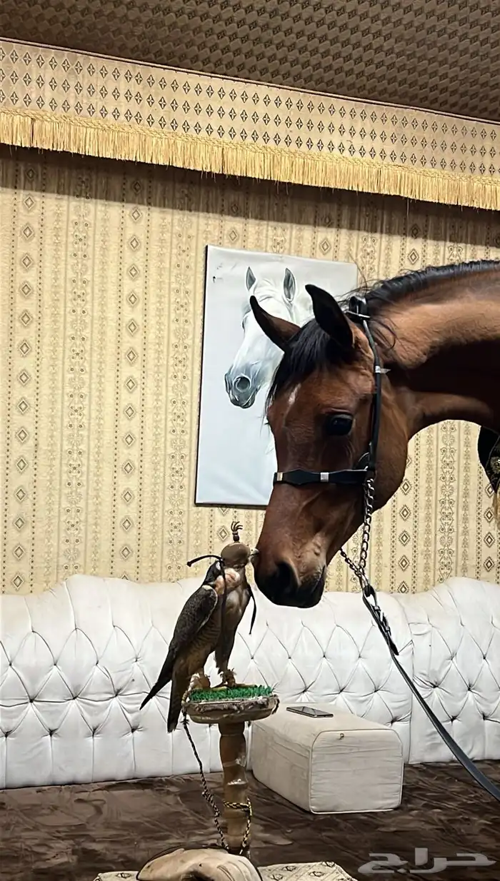 مهره واهو للبيع العمر سنتين 3