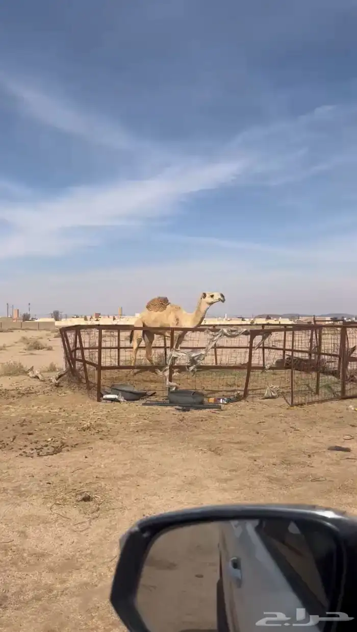 بعير باتلي 2