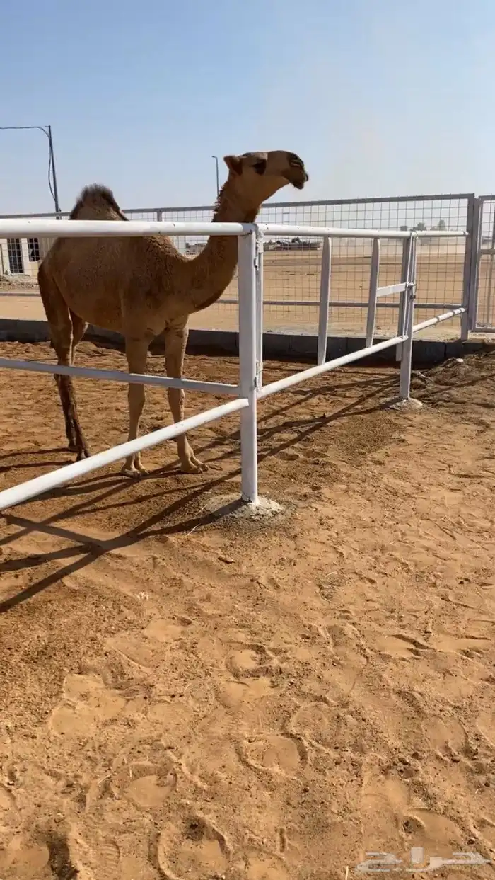 المفروده الحمراء الكفوو 0