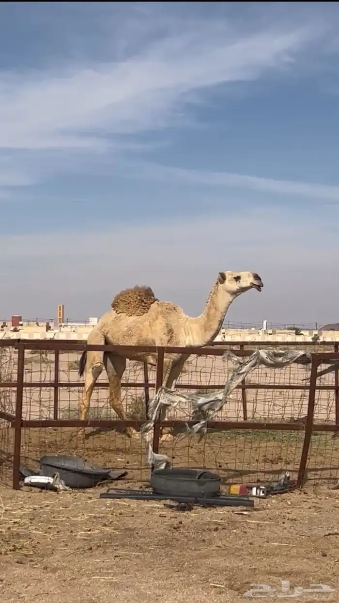 بعير باتلي 3