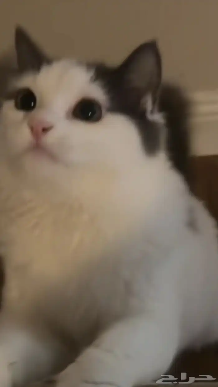 قط ذكر للتزاوج 1