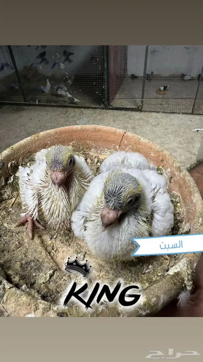 فروخ حمام لبناني الحبه با 50 0