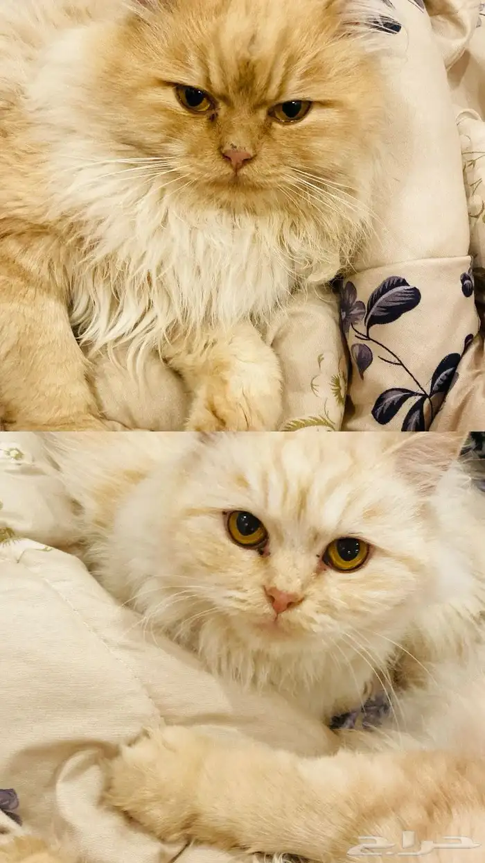 قطط ذكر وأنثى 0