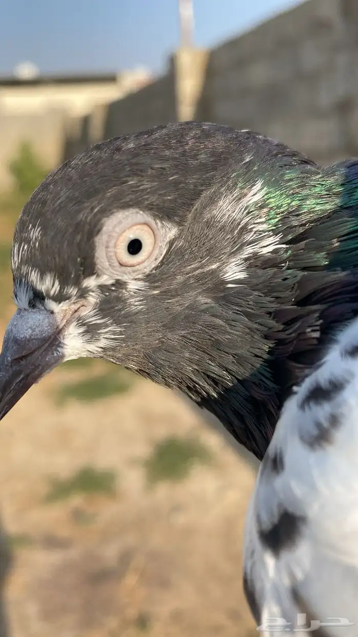 حمام باكستاني مستويات 1