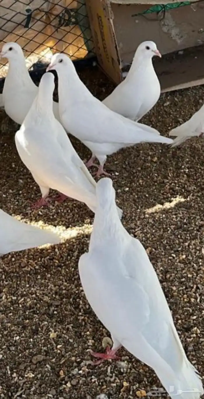 للبيع 150 جوز حمام فرنسي جامبو 2