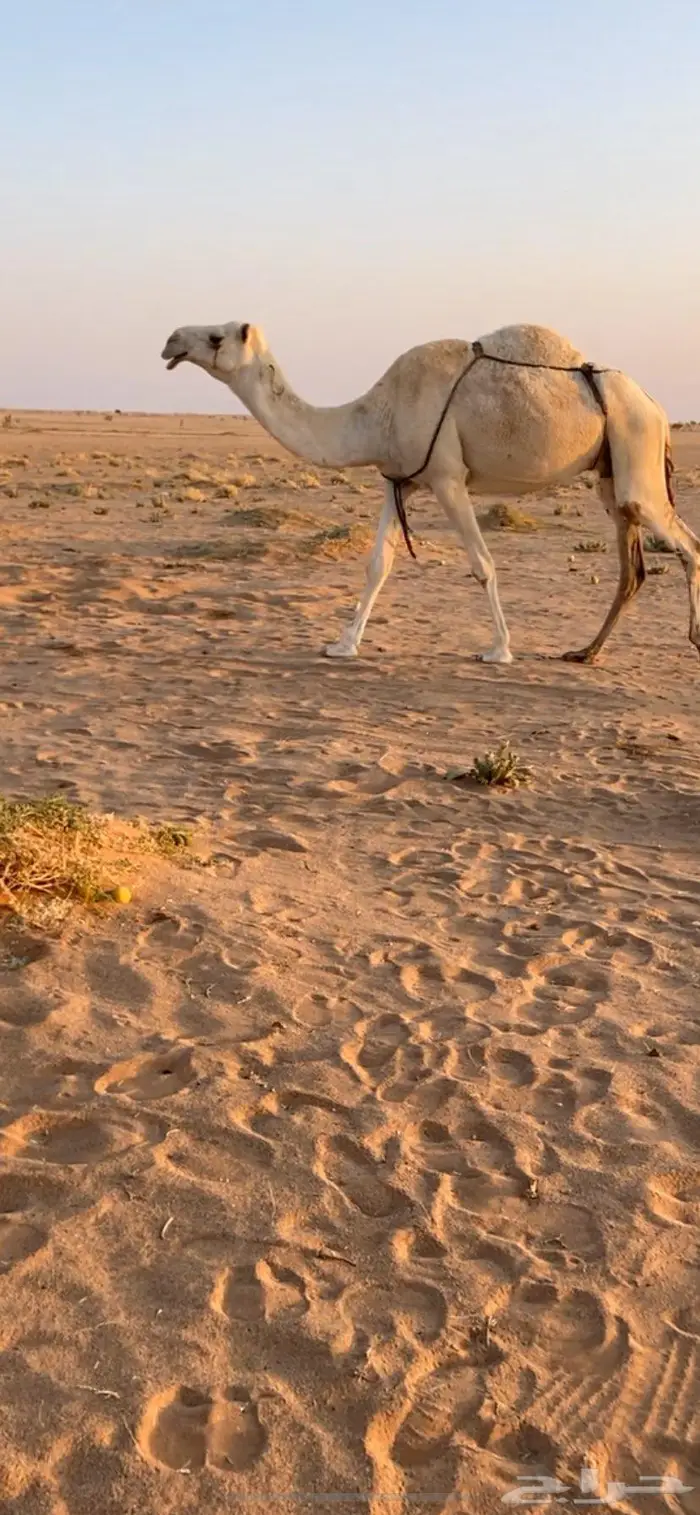 ضريبه وضحا 1