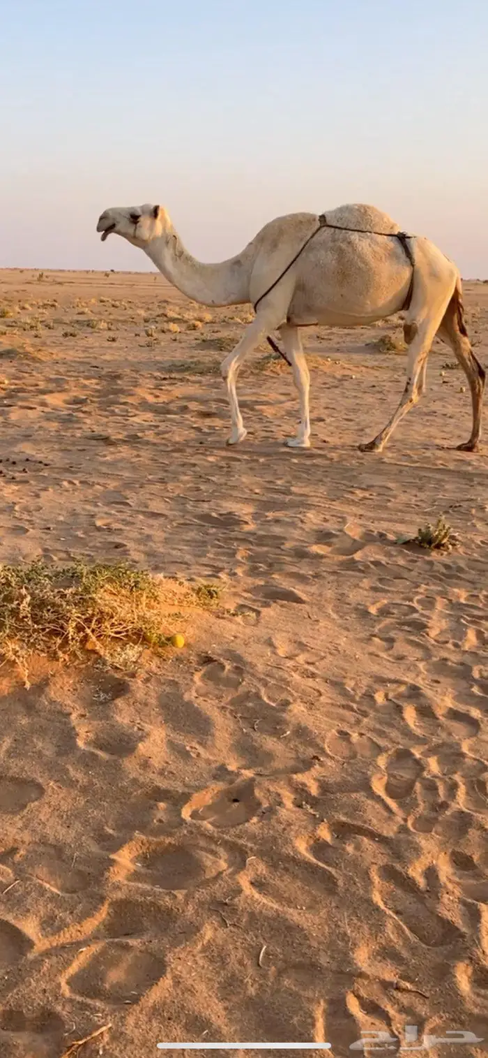 ضريبه وضحا 0