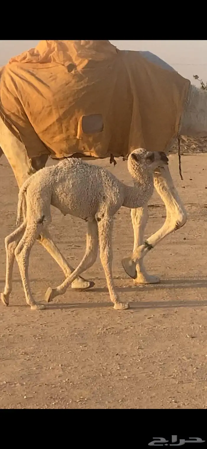 خلفة بكر للبيع 1