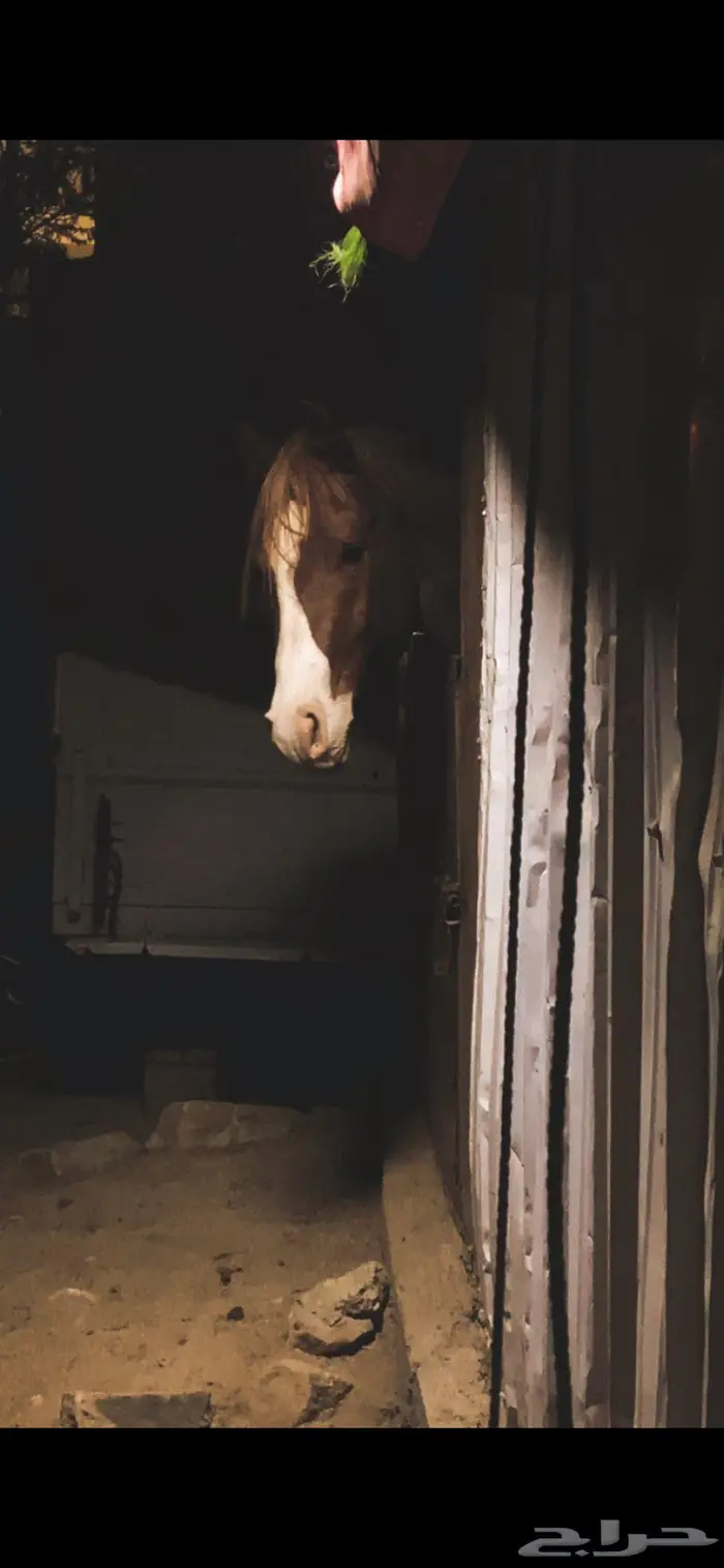 حصان ومهر للبيع 7