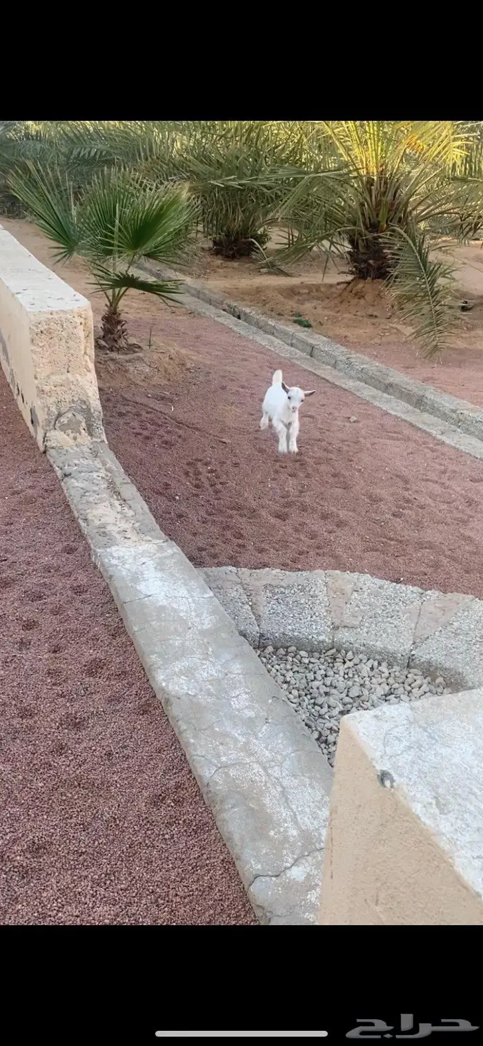 تيس قزمي بيور 1