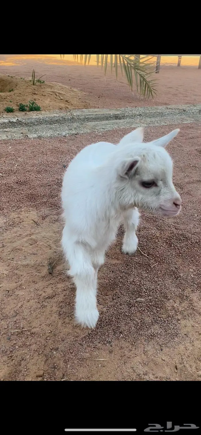 تيس قزمي بيور 0