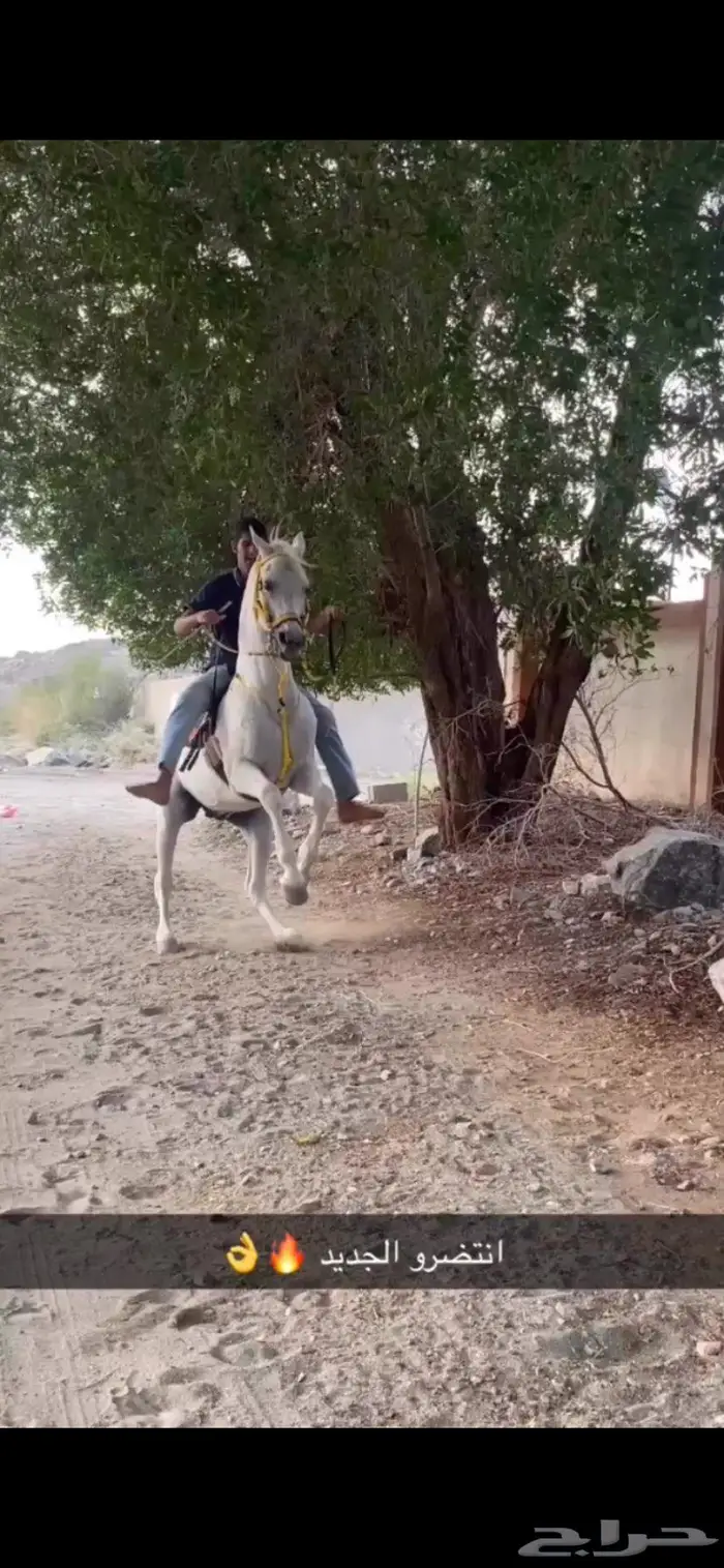 حصان شعبي للبيع 0