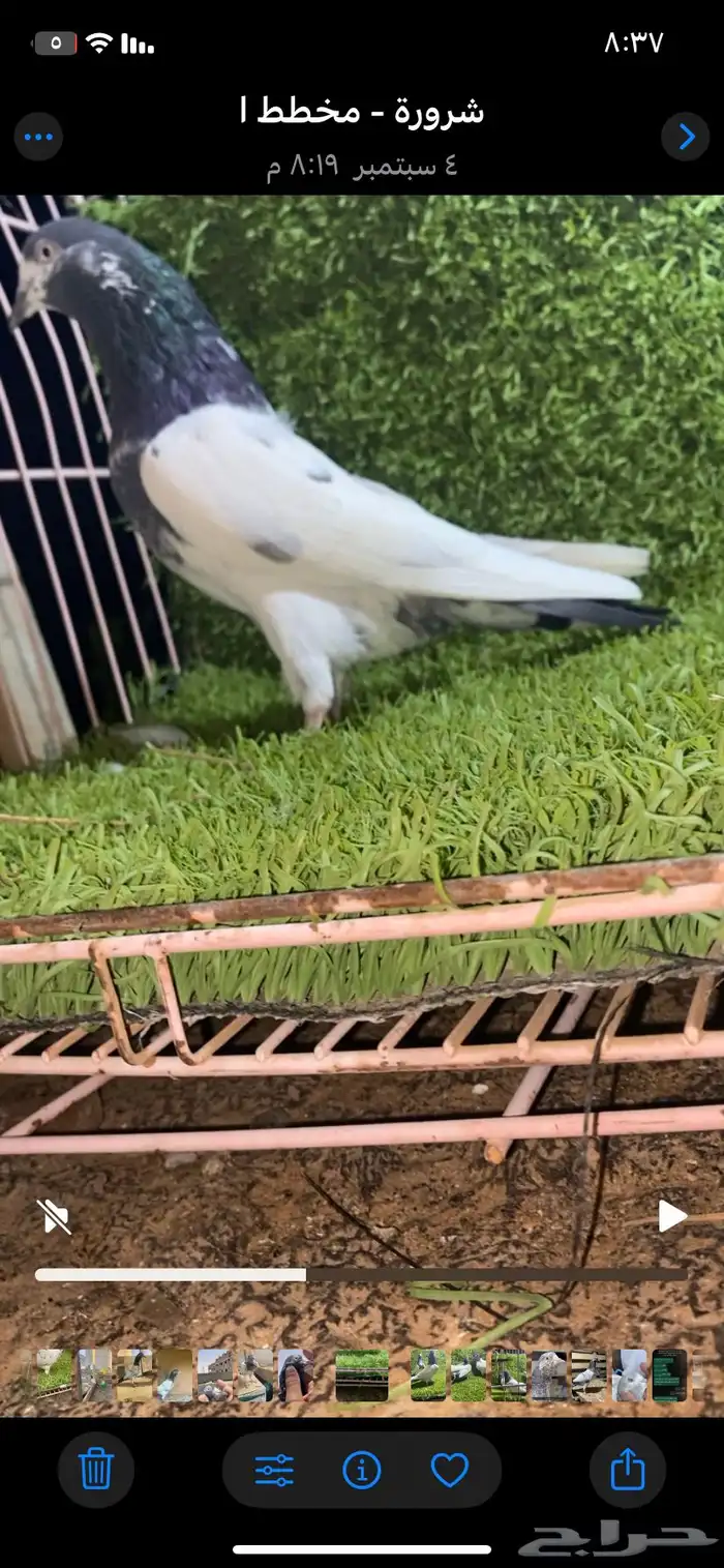 حمام باكستاني فاخر اساسا  من برع شروره طيورا مستويات 11