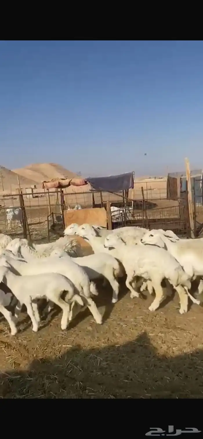 حريات متابيع 11 معها 13 2