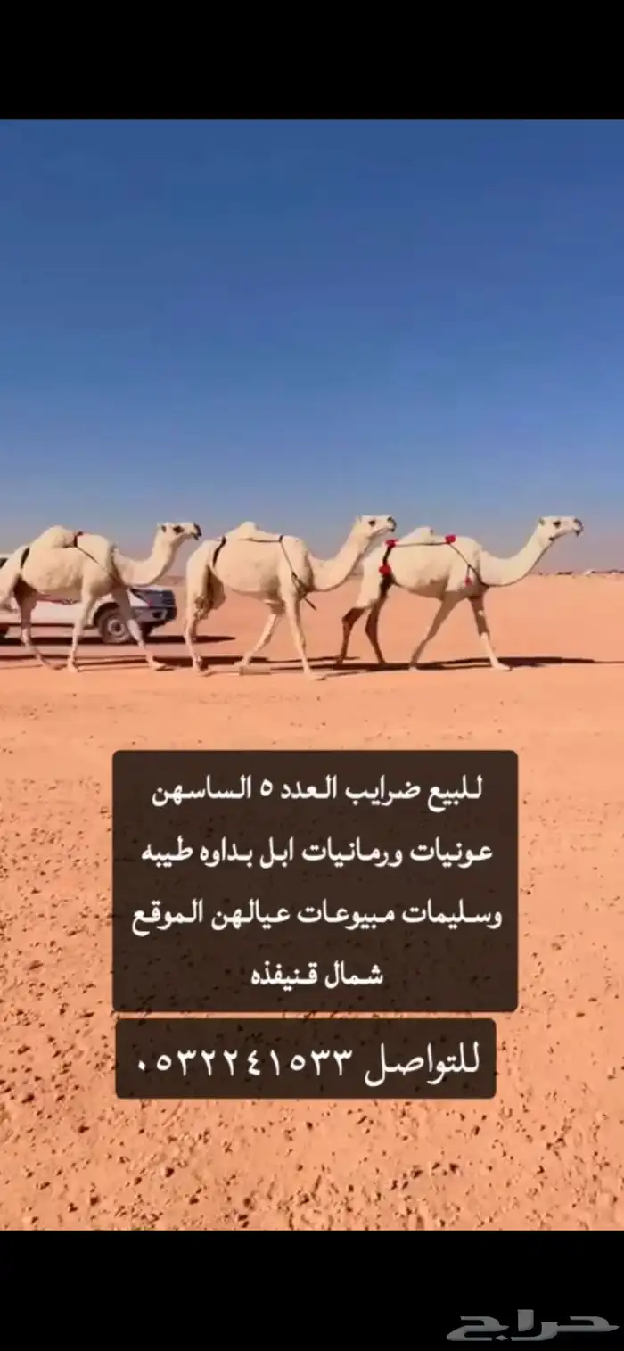 نياق ضرايب 0
