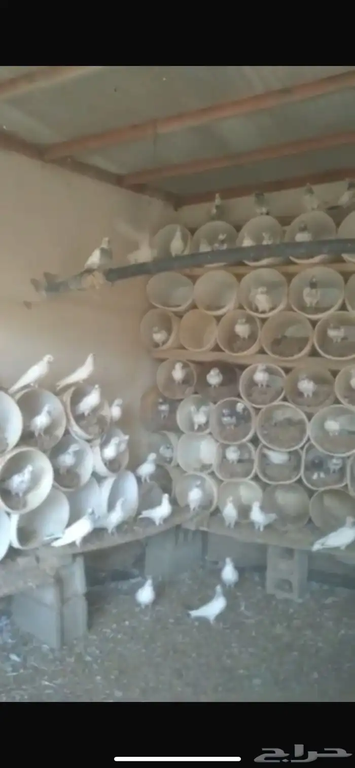 حمام هندي للبيع 50 جوز 0