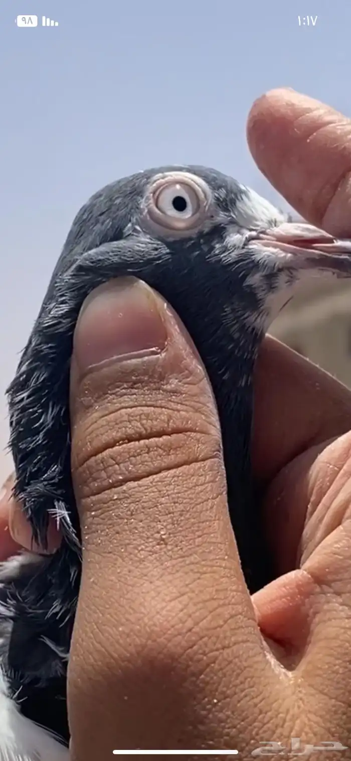 حمام باكستاني فاخر اساسا  من برع شروره طيورا مستويات 25