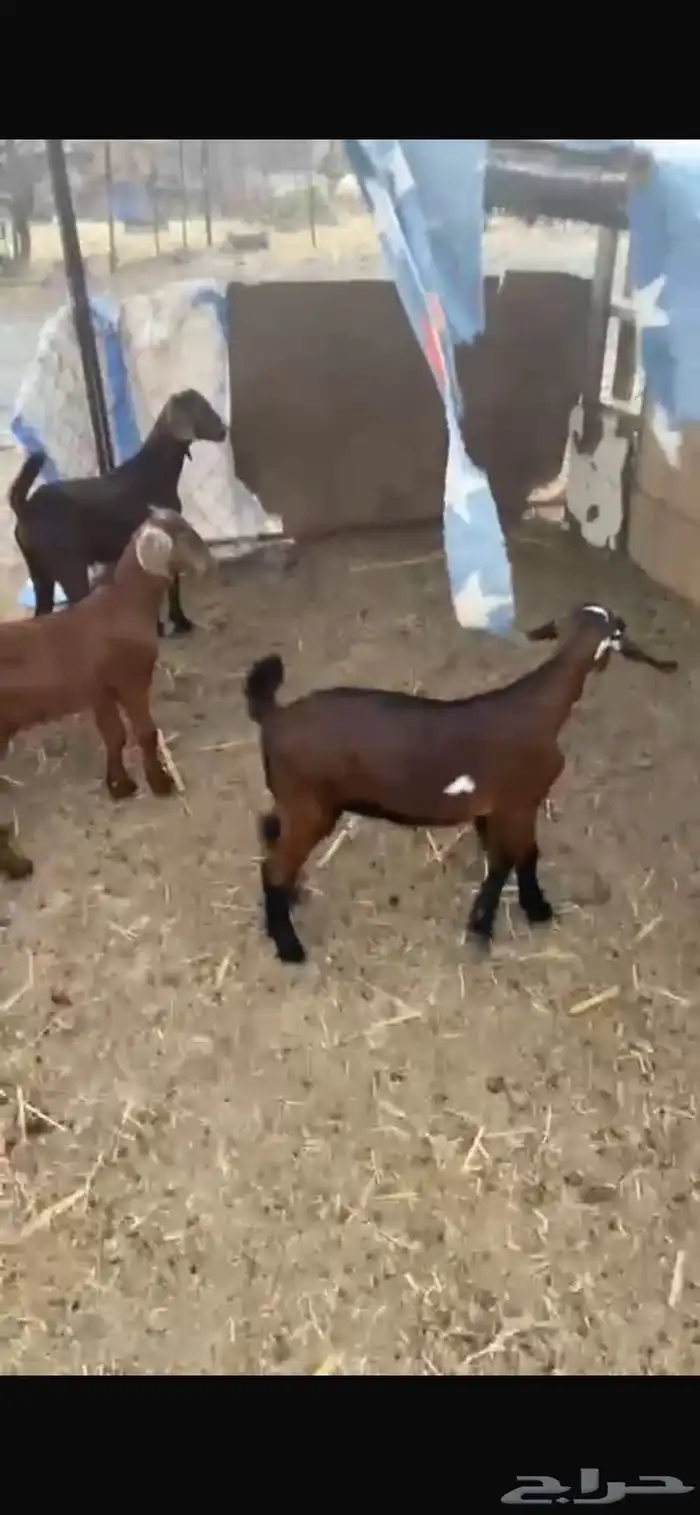 بهم صحه ممتاز الحمدلله ماتشكو من اي شي 1