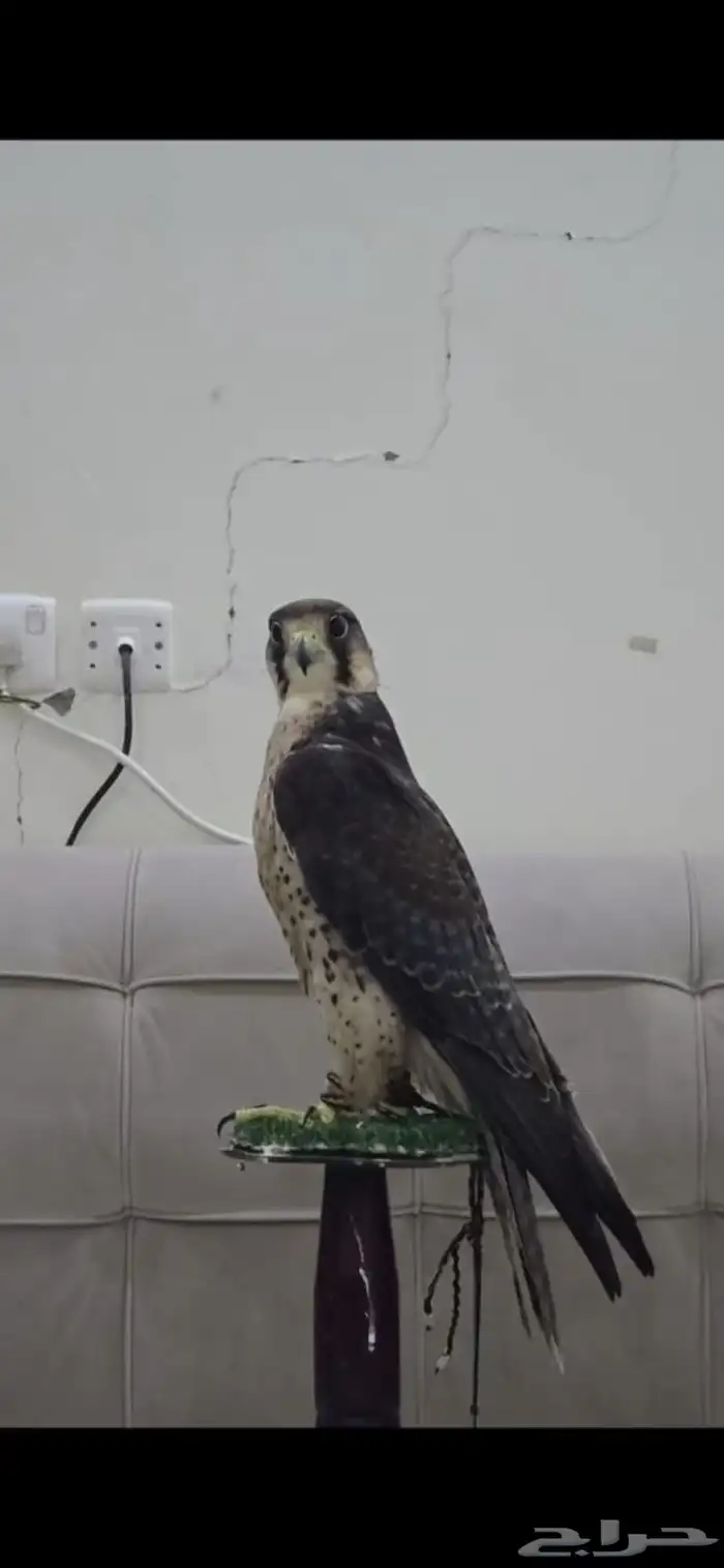 مطلوب صقر وكري 0