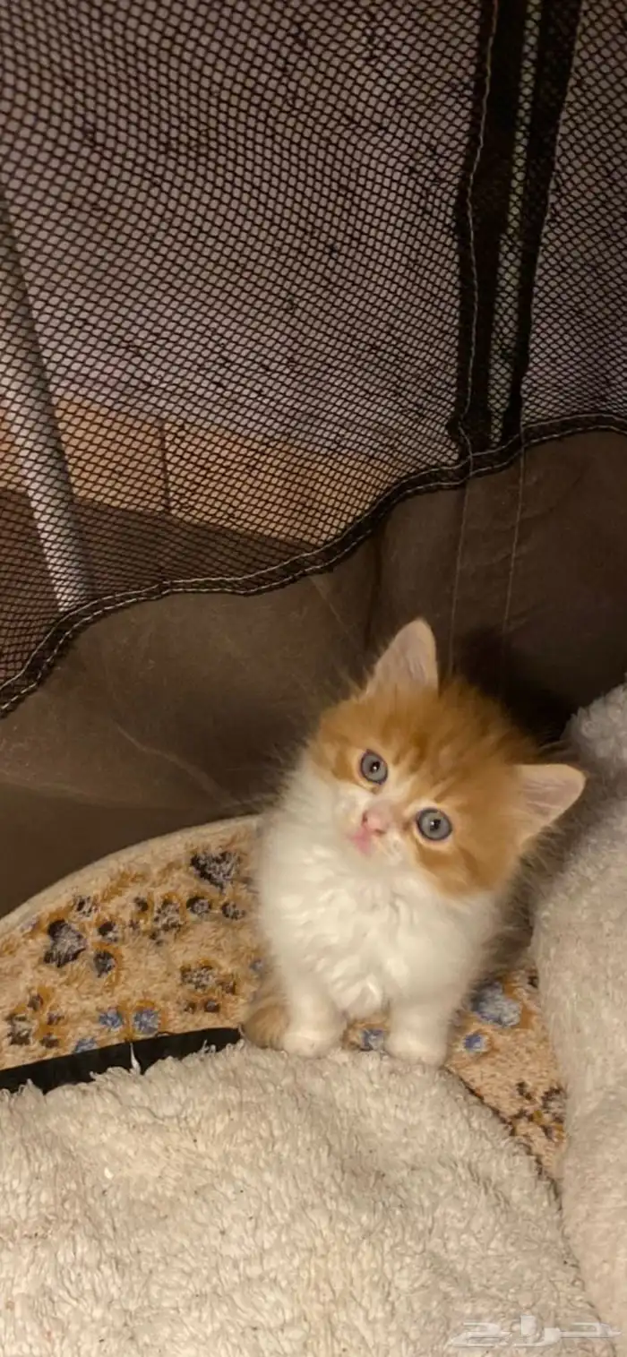 3قطط للبيع 10