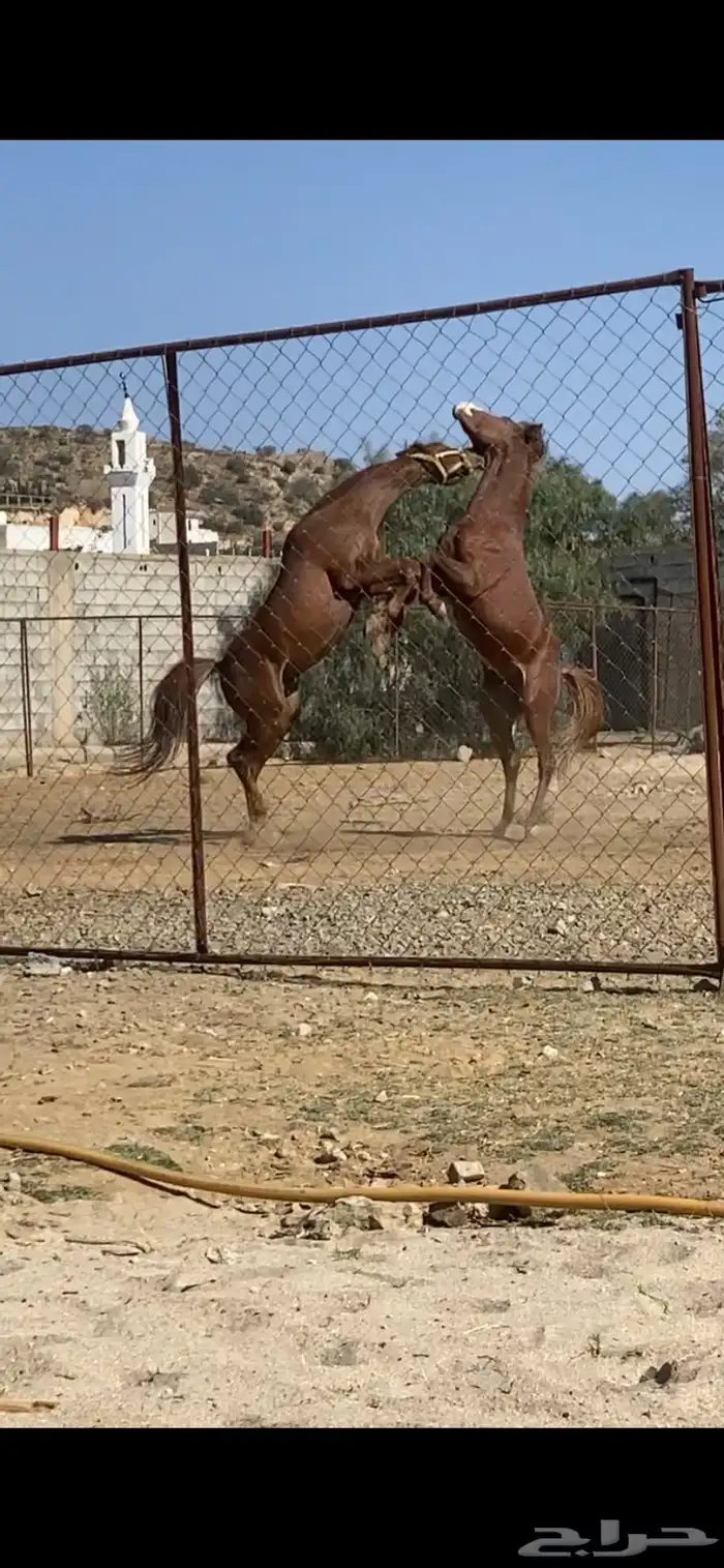 حصان ومهر للبيع 6