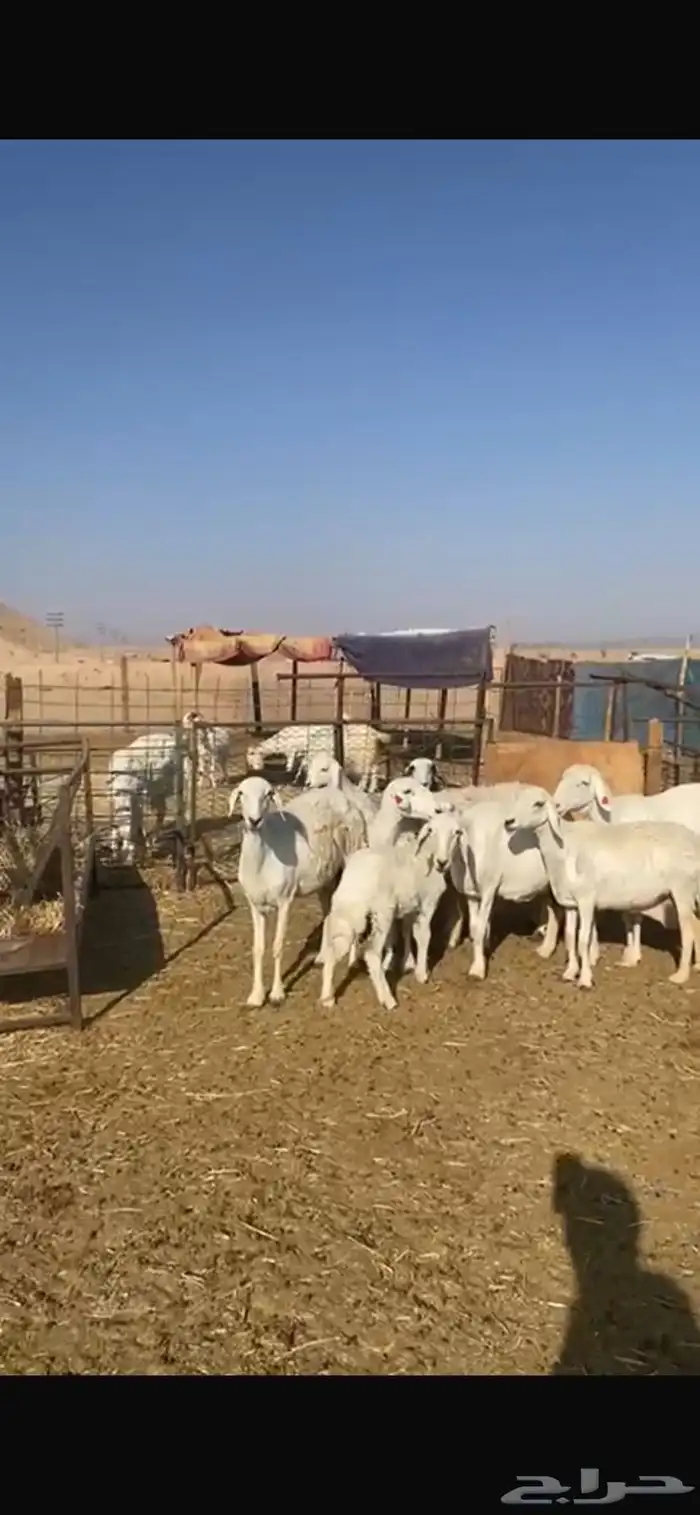 حريات متابيع 11 معها 13 4