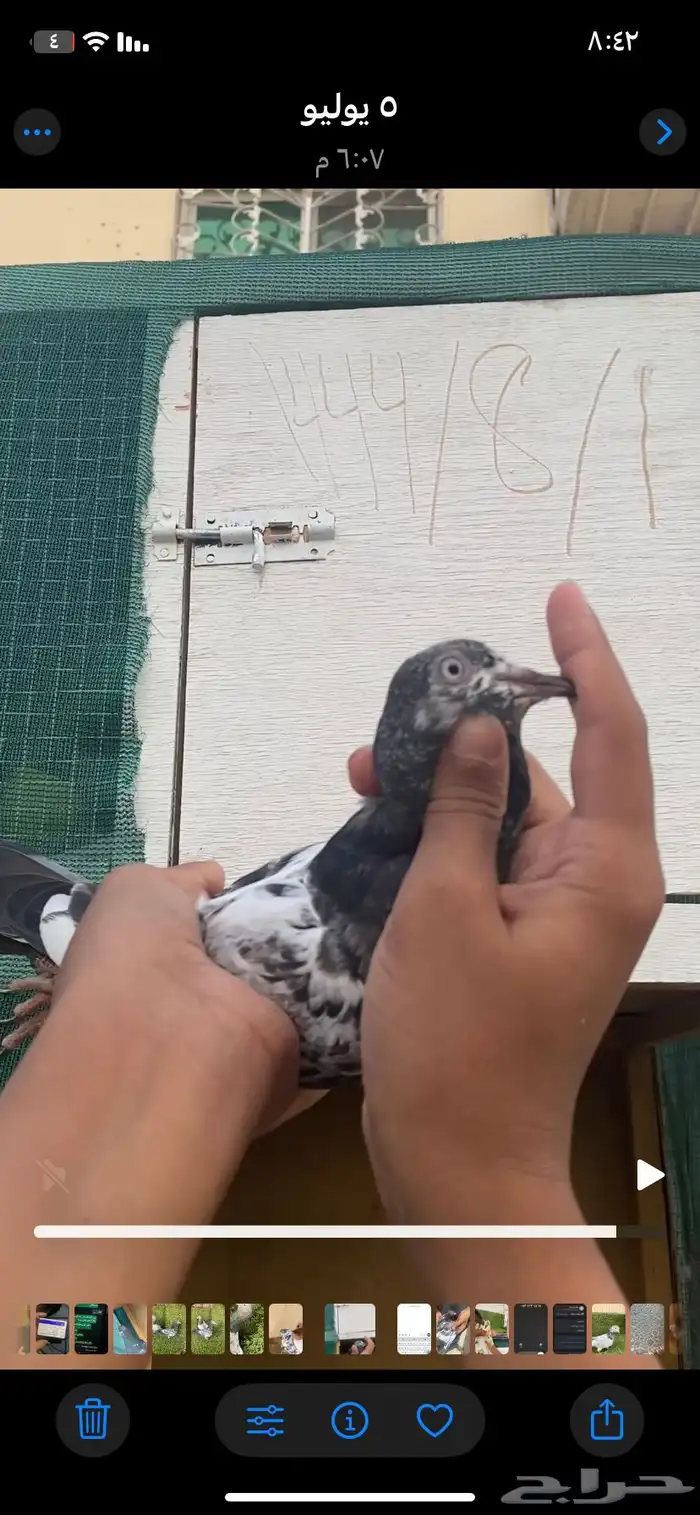 حمام باكستاني فاخر اساسا  من برع شروره طيورا مستويات 2