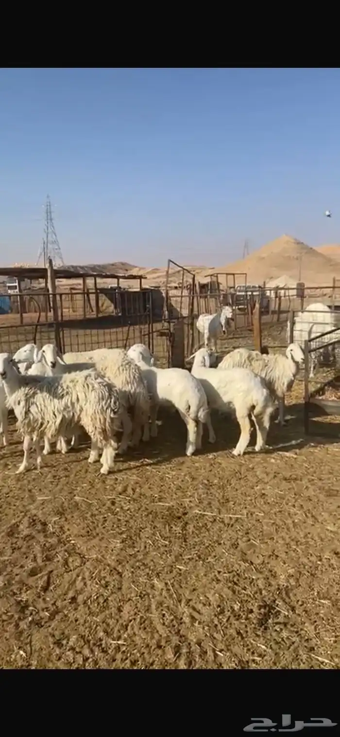 حريات متابيع 11 معها 13 3