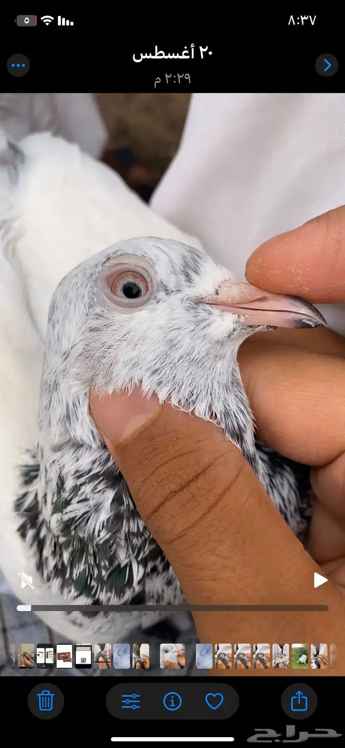 حمام باكستاني فاخر اساسا  من برع شروره طيورا مستويات 10