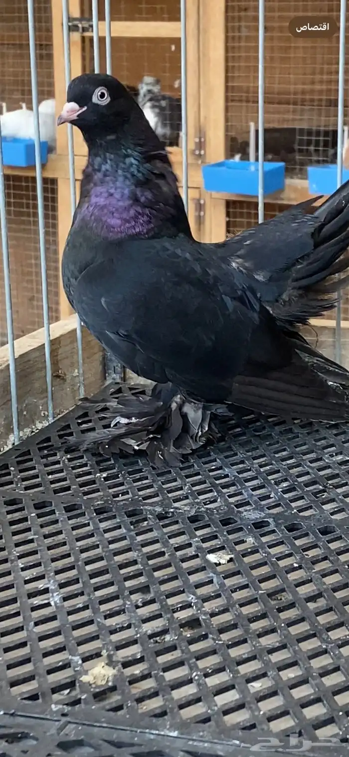 (( انثى رستوف اسود لمعه)) 2