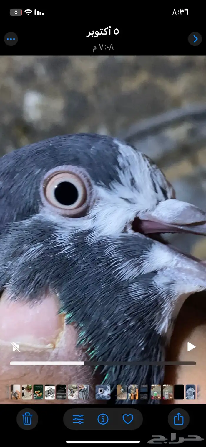 حمام باكستاني فاخر اساسا  من برع شروره طيورا مستويات 12