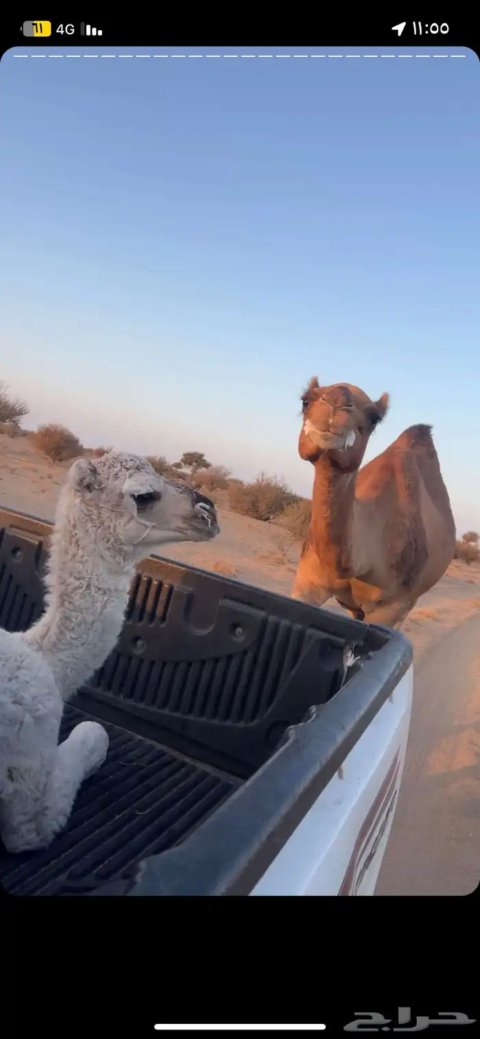 ناقه خلفة حمرا طيبه 0