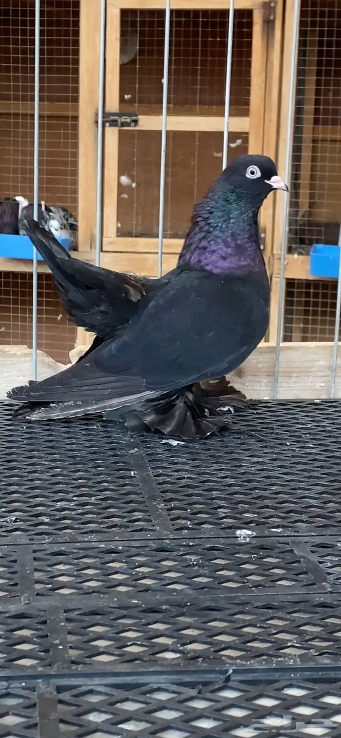 (( انثى رستوف اسود لمعه)) 0