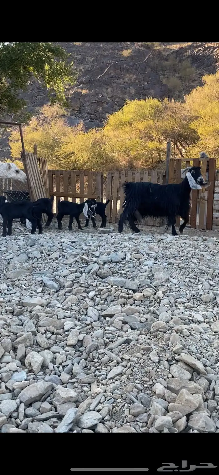 7 من التيوس عارضيه صنف 0