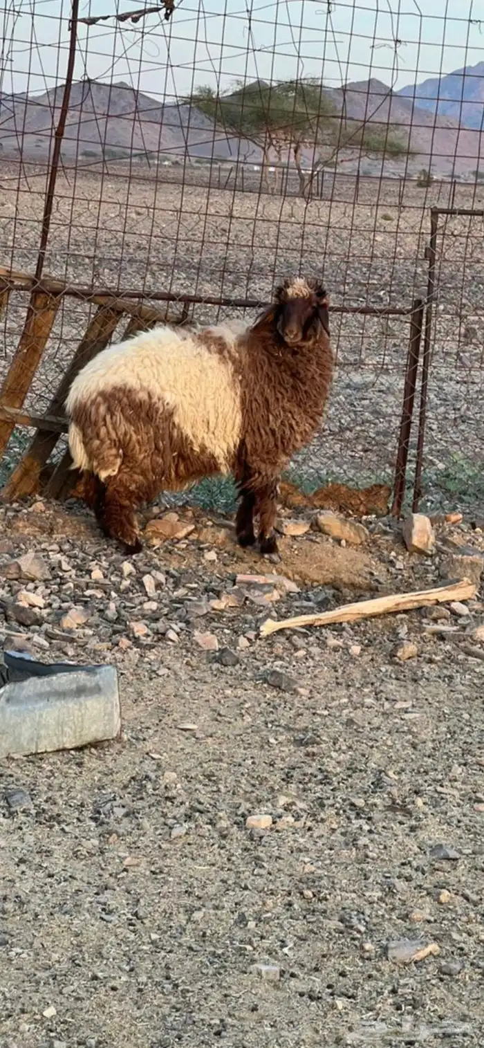 رخل نعيميه 0