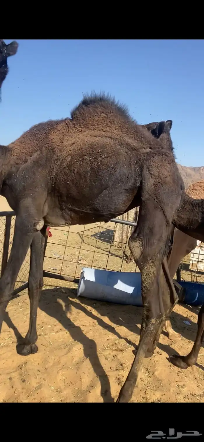 بكره مفروده كفو للبيع الحد 5500 1