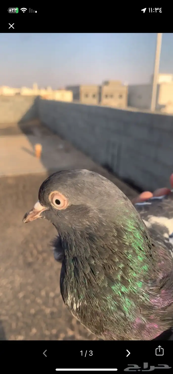 حمام باكستاني فاخر اساسا  من برع شروره طيورا مستويات 26