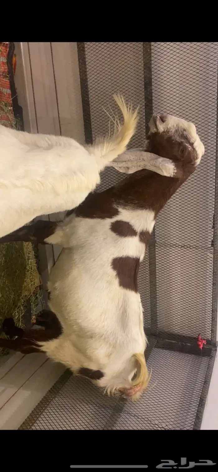 معزاء صنف سديس ولاده وثنيه في بطنها ثنين ي الريع الحلا غالي 3