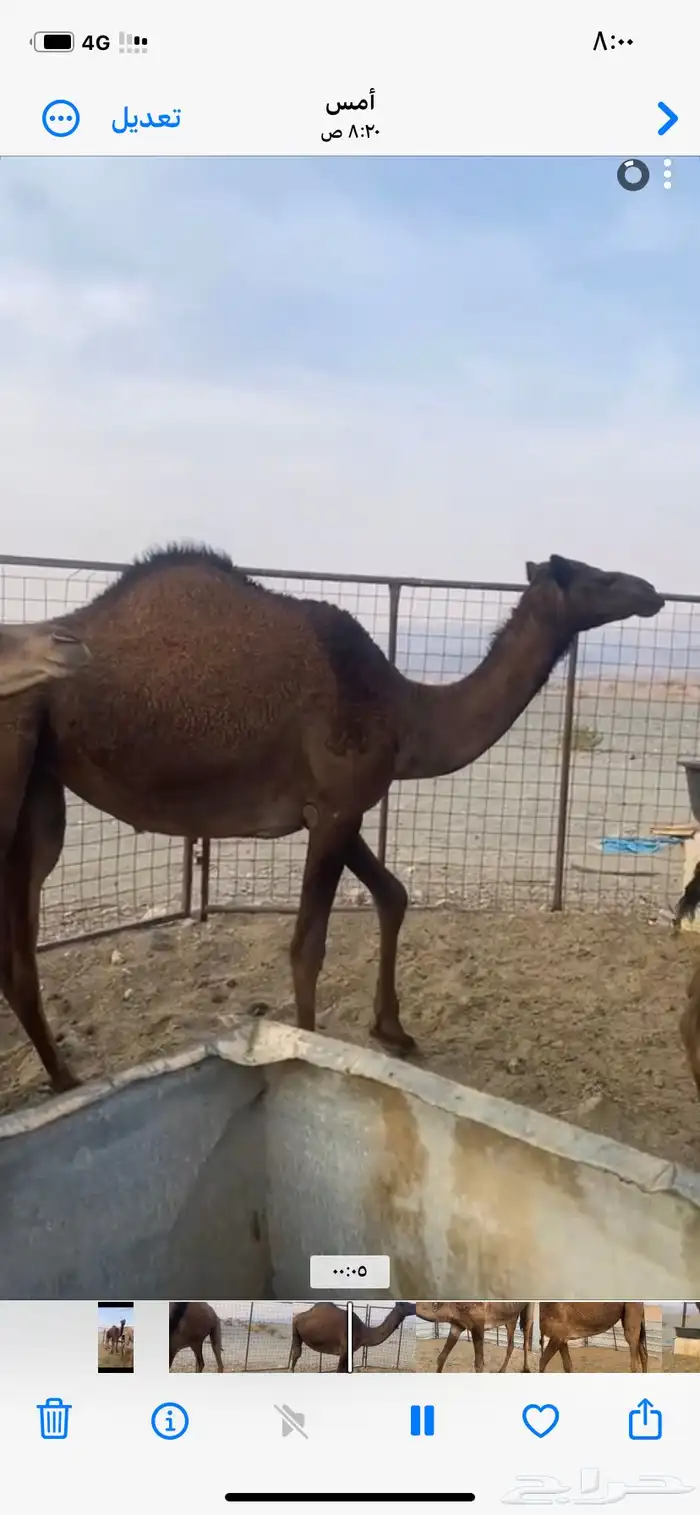 بكره حقه حايل طيبه 1